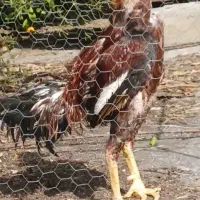 فروش آخرین لاری گنجه بخاطرنداشتن شرایط رسیدگی