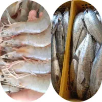 ماهی و میگو خلیج2