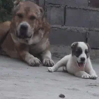 واگذاری آلابای سنگین وزن نگهبان و گله فی سه|سگ|رشت, ترمینال|دیوار