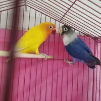 طوطی برزیلی بلو خاص