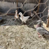 همه پرنده|پرنده|قزوین, |دیوار