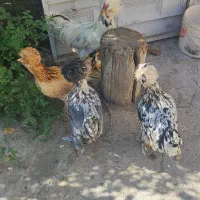 مرغ و خروس سلطان|حیوانات مزرعه|ملایر, |دیوار