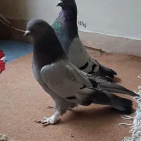 کبوتر نرماده درشت ۱۴ دم پر