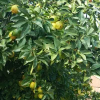 نارنج آبدار درجه یک|گل و گیاه طبیعی|رشت, حافظ آباد|دیوار