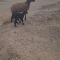 میش و بره|حیوانات مزرعه|سده (خراسان جنوبی), |دیوار