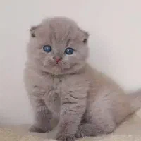 هدیه ولنتاین گربه  اسکاتیش لیلاک