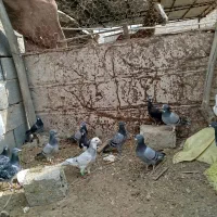 کبوتر پلاکی