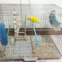 فروش عروس و برزیلی|پرنده|لالجین, |دیوار