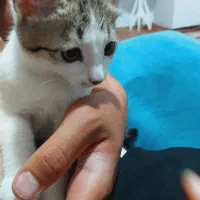 گربه ماده|گربه|قدس, شهرقدس|دیوار