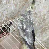 عروس هلندی دستی|پرنده|مشهد, وحید|دیوار