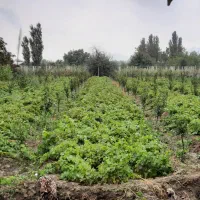 پیش فروش نهال سفید بی دانه|گل و گیاه طبیعی|نوشین شهر, |دیوار