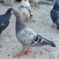 مگس  با کله سنجاقی گم شده