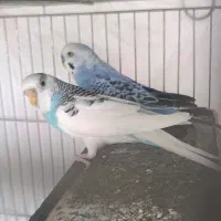 چند جفت پرنده مولد درجه باتخم جوجه