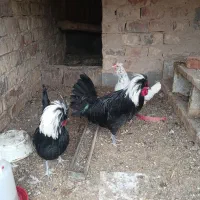 خروس لهستانی