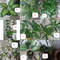 گل آپارتمانی