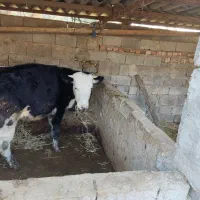 فروش یک راس گوساله ۳۰۰ کیلویی