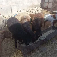 3رس قوچ افشار درج یک دونه ی 30تومن|حیوانات مزرعه|جغتای, |دیوار