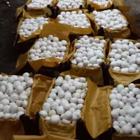 آموزش حضوری و عملی پرورش قارچ دکمه ای