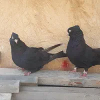 کبوتر خوبو|پرنده|شیراز, پودنک|دیوار