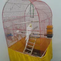 عروس هلندی|پرنده|دورود, |دیوار