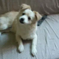 واگذاری سگ|سگ|اصفهان, دانشگاه اصفهان|دیوار