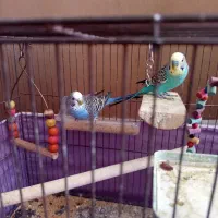 یک جفت مرغ عشق