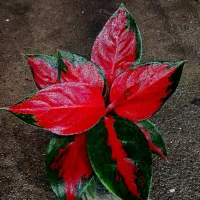 واریته های خاص آگلونما