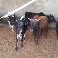 گوساله محلی ۱۴۰ کیلو