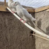 کفتر سفید چشم سفید وزرد .کرمانشهی|پرنده|رفسنجان, |دیوار