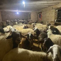 میش|حیوانات مزرعه|فشم, |دیوار