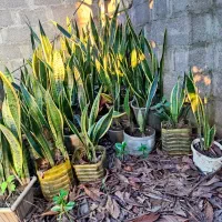 گل سانسوریا|گل و گیاه طبیعی|خمام, |دیوار