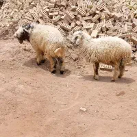 گوسفندنر