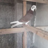 چهارتا باهم یک ودویس