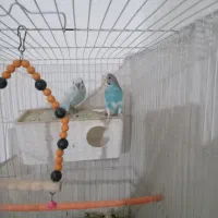 گنجه.بوفه|بوفه، ویترین، کنسول|مشهد, رسالت|دیوار