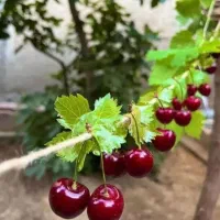 خرید بدون واسطه و مطمعن انواع ارقام نهال با کیفیت|خدمات باغبانی و درختکاری|شیراز, دارالرحمه|دیوار
