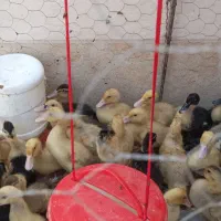 جوجه اردک پکنی 15 روزه