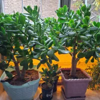 گل های زیبا|گل و گیاه طبیعی|مرند, |دیوار