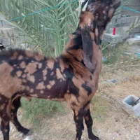 پازن و ۲ کهره نر تکاوری
