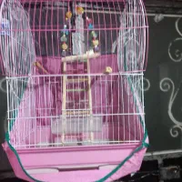 قفس پرنده|لوازم جانبی حیوانات|رشت, معلولین|دیوار