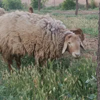 بره و بزغاله نر