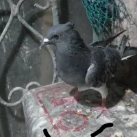 کبوتر|پرنده|سیوان, |دیوار