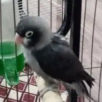 طوطی کوتوله با تخفیف ویژه