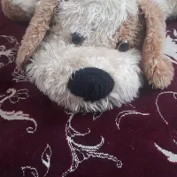 عروسک|اسباببازی بچه|درمیان, |دیوار