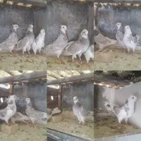 کفتر پرشی طوقی سینه ای خوشرنگ|پرنده|مبارکه, |دیوار