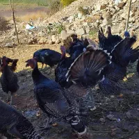 ارگانیک بوغلمون