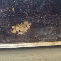 حلزون|خزنده|کرج, دولت‌آباد|دیوار