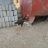 تعدادی خروس لاری 5ماهه لاری قیمت مناسب|حیوانات مزرعه|پیرانشهر, |دیوار