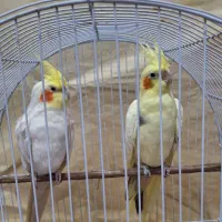 طوطی عروس|پرنده|املش, |دیوار