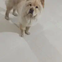 چاو چاو|سگ|واجارگاه, |دیوار