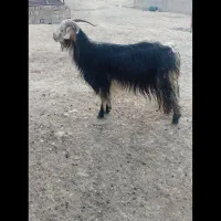 دوتا بز چاق